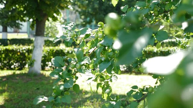 Beautiful bright sunshine through green leaves. small green apples growing on tree. Natural backlight effect with lens flare. Apple tree branches swinging from wind with active throbbing light