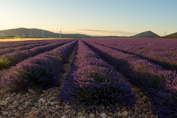 Fototapeta na wymiar lavender fields in Provence, France