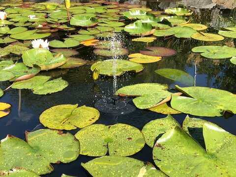 Solar Springbrunnen im Teich