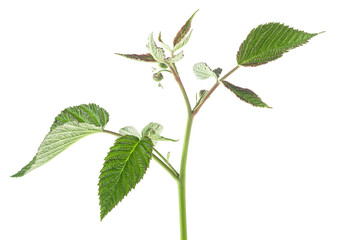 Raspberry leaf branch isolated on a white background. Green raspberry leaves.