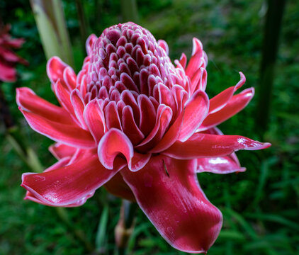 Etlingera elatior macro with green background torch ginger, ginger flower, red ginger lily, torch lily, wild ginger, combrang, bunga kantan, Philippine wax flower 