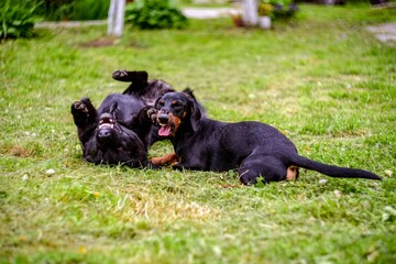 two domestic dogs play funny in the yard, summer day