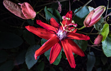 Passiflora miniata Vanderpl. red granadilla, red passion flower, red passion-flower, red passionflower, red passionfruit, scarlet passion flower, scarlet passionflower, Yunnan, Xishuangbanna, 