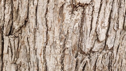Bark of Tecomella undulata ( Rohida tree) 
