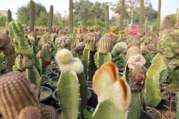Different kind of Cactus.
Different kind of Cactus in cairo egypt
