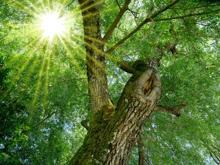 Esche mit Sonnenstrahlen von unten, Baum
