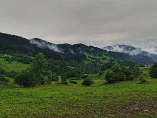 Fototapeta na wymiar Poland Pieniny Mountains. View of the grazing cows in the valley.
