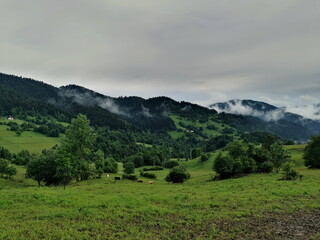 Poland Pieniny Mountains. View of the grazing cows in the valley.