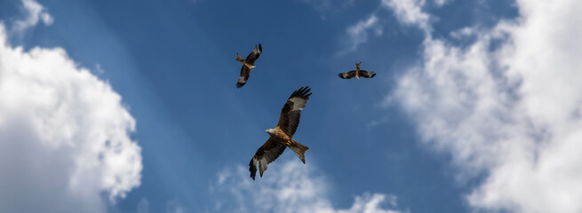 three eagle fly against the bright blue sky.