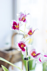 Beautiful cambria orchid on a bright window.
