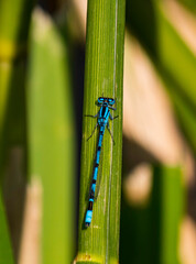 Common Blue Damselfly on reeds beside lake during hot summer day