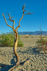 Mesquite Flat Sand Dunes, Death Valley National Park