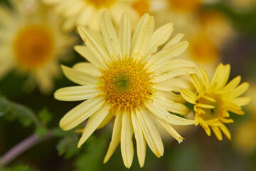 yellow autumn flower,yellow chrysanthemum flowers in the garden
