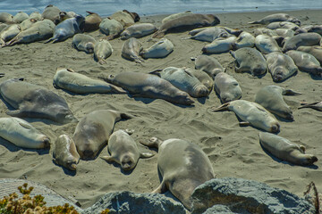 Group of lions and elephant seals sleep on the beach.