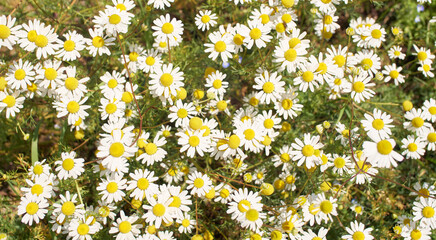 Blooming white and yellow camomile daisy field in summer.