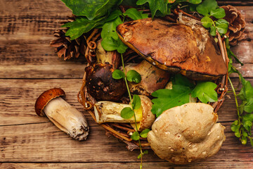 Fresh forest mushrooms. Assorted gourmet porcini and boletus, oak leaves