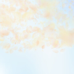 Yellow orange flower petals falling down. Majestic