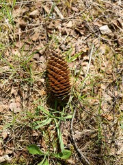 Isolated pine or spruce or fir cone on the ground, forest floor. with sunlight and shadow.