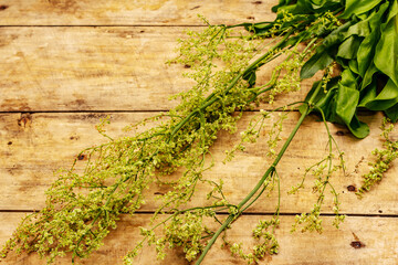 Fresh young sorrel, its leaves and inflorescences. Traditional ingredient for cooking
