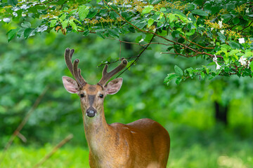 Buck deer with antlers standing under tree in forest