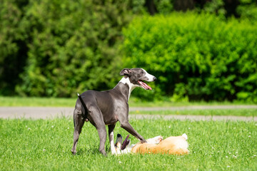 hound Greyhound and Corgi