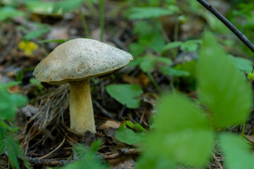 mushrooms in the forest grow on the ground natural wild. High quality photo