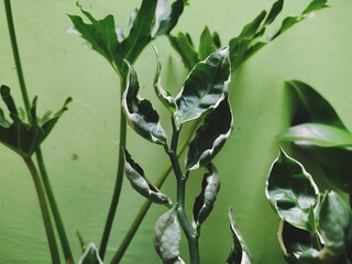 green and white leafed plants photo