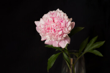 Obraz premium Blooming peony on a black background