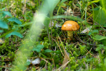 mushrooms in the forest grow on the ground natural wild. High quality photo