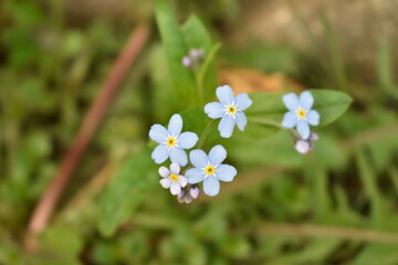 Cute and pretty forget-me-not flowers