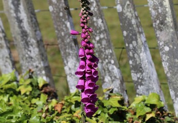 A closeup view of a purple foxglove flowering beside a traditional slate fence in Wales, UK. © Wendy