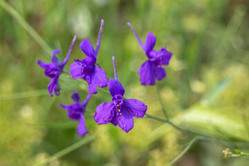 Summer purple wildflower on a background of green grass.