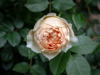 The beauty of nature. Multi-leaf rose in pale pink color.