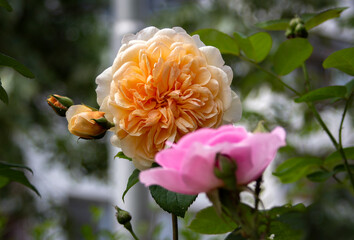 The beauty of nature. Two roses in pink and orange.
