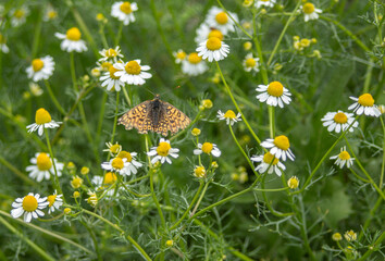Summertime. A butterfly landed in the field against a background of wildflowers (chamomile) and green grasses.