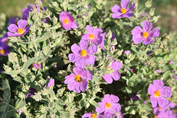 Ciste rose du maquis corse au printemps