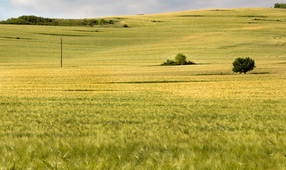 Summer landscape. The beautiful fields of Bulgaria.