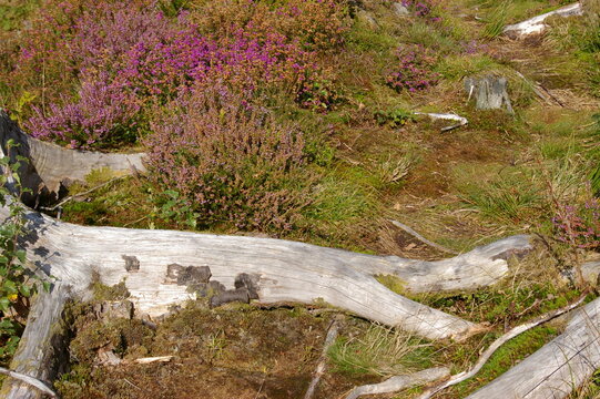 Heather on  a hill in the Dulas Valley, Wales, UK.