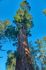 Fototapeta premium Sequoia National Park in California, USA.