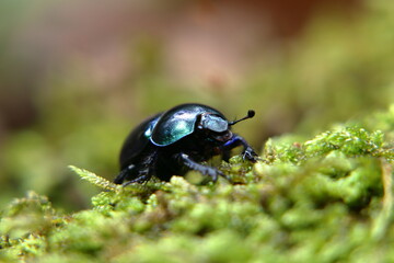 bug on a moss