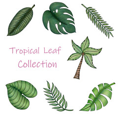 set of hand drawn tropical leaves isolated on white, tropical summer leaf collection in colored pencil illustration 