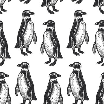 Waterfowl birds African Spectacled penguins. Seamless pattern.