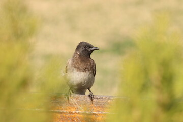 common blackbird on a branch