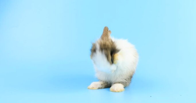 Adorable bunny easter rabbit stands up on two legs, cleaning face, ears, body, sniffing, looking around, on blue screen.