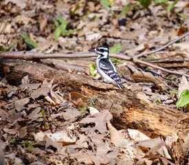 Fototapeta premium Female Downy woodpecker standing a large dead branch on forest ground 