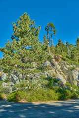 Sequoia National Park in California, USA.