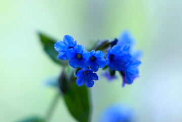 Fototapeta na wymiar blue flower