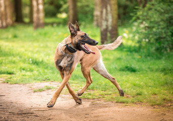 Biegnący owczarek belgijski © nitka_zaplatana