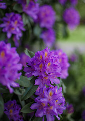 spring bush with purple rhododendron flowers photographed with blur