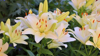 Obraz premium beautiful white lilies close-up flowers